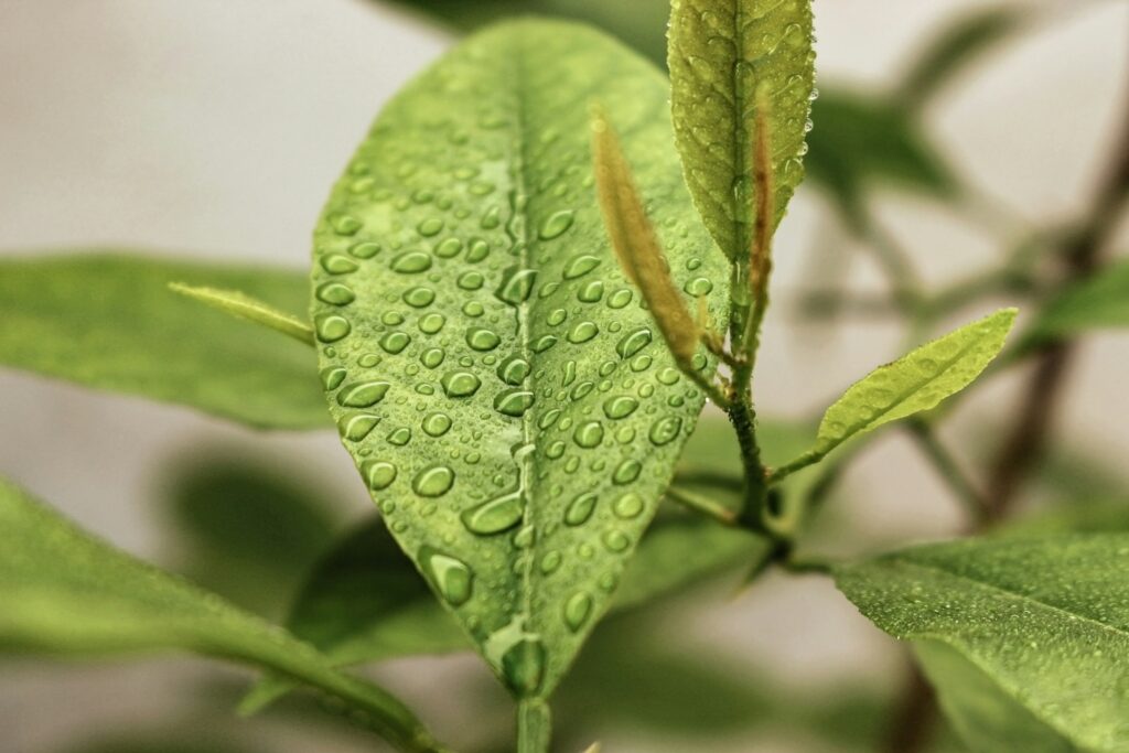 Gelebte Nachhaltigkeit bei Green Finance